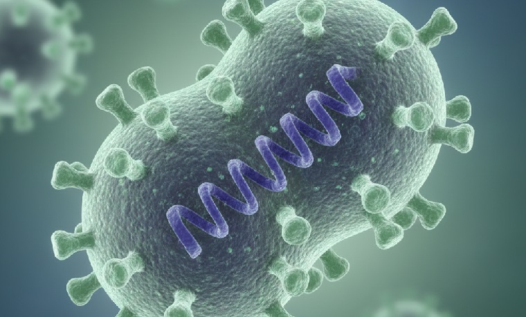 Virus Nipah Kembali Muncul di India, Warga Diminta Waspada